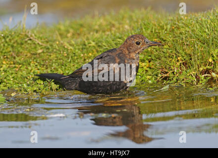 Eurasische Amsel (Turdus Merula Merula) juvenile männlich, Mauser in Erwachsene Gefieder Eccles-on-Sea, Norfolk September Baden Stockfoto