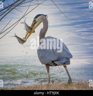 Ein Great Blue Heron hält zwei Fische im Schnabel am See im Park auf der Harlinsdale Farm in Franklin, Tennessee. Stockfoto