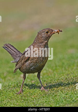 Eurasische Amsel (Turdus Merula) & Südkorfu Newt (Triturus Vulgaris) Erwachsene weibliche Amsel mit juveniler Molch im Schnabel Eccles-on-Sea, Norfolk Augus Stockfoto