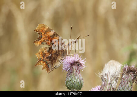 Ein Komma Schmetterling (Polygonia c-Album) Fütterung auf Disteln. Stockfoto