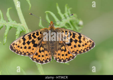 Eine atemberaubende seltene Perle grenzt Fritillary Butterfly (Boloria Euphrosyne) gehockt Bracken mit seinen Flügeln offen. Stockfoto