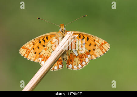 Die Unterseite der eine seltene Perle-umrandeten Fritillary Butterfly (Boloria Euphrosyne) thront auf einem Stick mit seinen Flügeln offen. Stockfoto