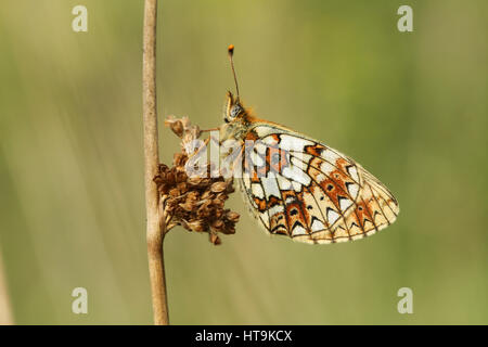 Eine atemberaubende seltene kleine Perle-umrandeten Fritillary Butterfly (Boloria Selene) thront auf einem Reed-Saatgut-Kopf. Stockfoto