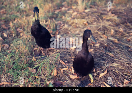 Schwarze männliche indische Läufer Enten Stockfoto