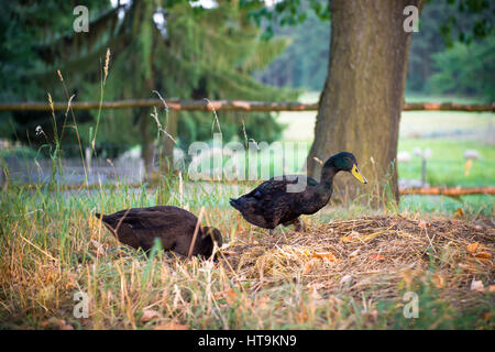 Schwarze männliche indische Läufer Enten Stockfoto