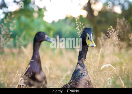 Schwarze männliche indische Läufer Enten Stockfoto