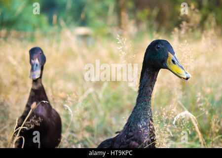 Schwarze männliche indische Läufer Enten Stockfoto