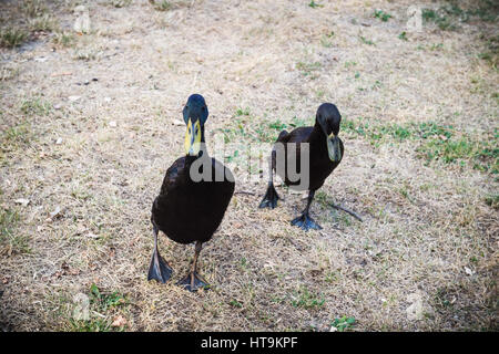 Schwarze männliche indische Läufer Enten Stockfoto