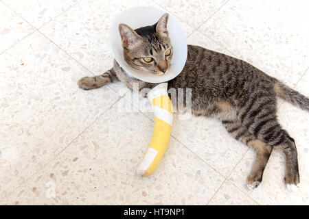 Katze trägt ein Elisabeth Kragen und Cat-Bein-Schiene auf dem Boden schlafen. Stockfoto