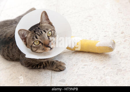 Katze trägt ein Elisabeth Kragen und Cat-Bein-Schiene auf dem Boden schlafen. Stockfoto