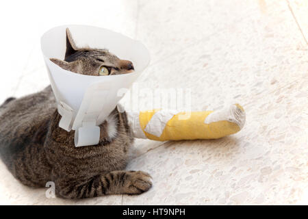 Katze trägt ein Elisabeth Kragen und Cat-Bein-Schiene auf dem Boden schlafen. Stockfoto