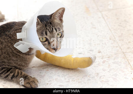 Katze trägt ein Elisabeth Kragen und Cat-Bein-Schiene auf dem Boden schlafen. Stockfoto