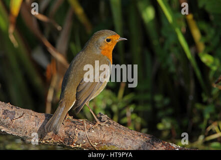 Rotkehlchen (Erithacus Rubecula) Erwachsenen gehockt Log Eccles-on-Sea, Norfolk-September Stockfoto