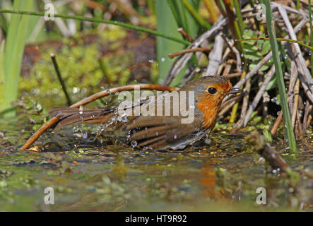 Rotkehlchen (Erithacus Rubecula) Erwachsenen Baden im Teich Eccles-on-Sea, Norfolk-April Stockfoto