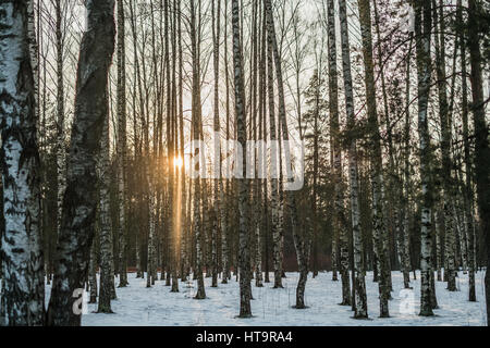 Sonnenuntergang in den Wäldern am Wintertag Stockfoto