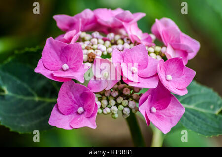 Hell Rosa Hortensie Blumen Makro Stockfoto