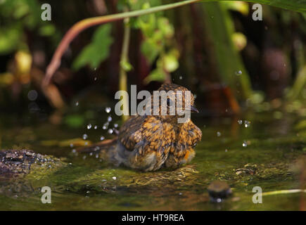 Rotkehlchen (Erithacus Rubecula) Juvenile Baqthing Eccles-on-Sea, Norfolk-Juli Stockfoto