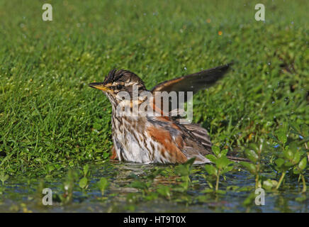 Rotdrossel (Turdus Iliacus) Erwachsenen Baden Eccles-on-Sea, Norfolk Oktober Stockfoto