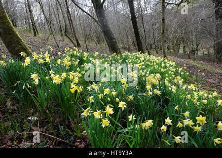 Narzissen wachsen wild blühend auf einem abfallenden Ufer im März In einem Wald in Carmarthenshire Wales Großbritannien KATHY DEWITT Stockfoto