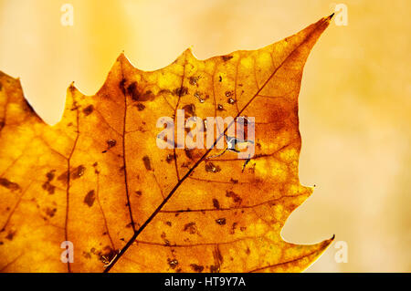 Golden beleuchtete Blatt im Herbst, seine Struktur und Textur Stockfoto