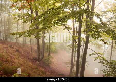 Buchenwald im Herbst mit dichtem Nebel Stockfoto