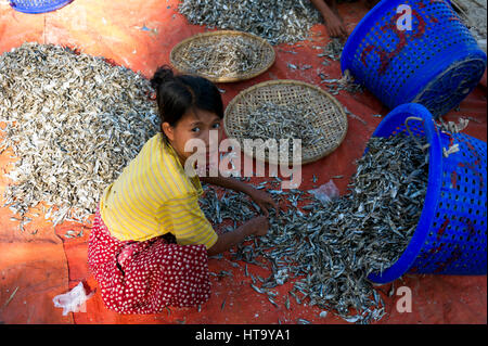 Myanmar (vormals Birmanie). Ngapali. Arakan Zustand. Bengal-Golfplatz. Fischerdorf. Frauen setzen getrocknet Stockfoto