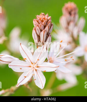 Asphodelus Ramosus, auch bekannt als verzweigte Asphodel oder Abrotea, wächst in der Region Alentejo, Portugal. Stockfoto