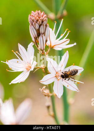 Asphodelus Ramosus, auch bekannt als verzweigte Asphodel oder Abrotea, wächst in der Region Alentejo, Portugal. Stockfoto