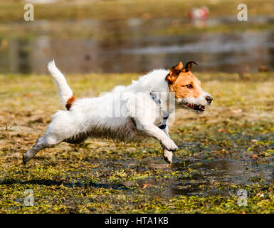 Nass, flauschig und schmutzigen Hund läuft durch Frühling Sumpf Stockfoto