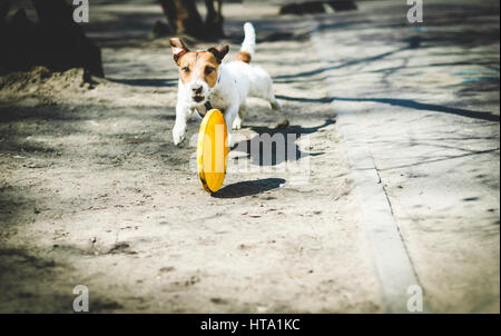 Hund Beschäftigungen Kunststoffscheibe, spielen im freien Stockfoto