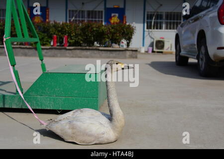 Zhengzhou, Zhengzhou, China. 8. März 2017. Zhengzhou, CHINA-8. März 2017: (nur zur redaktionellen Verwendung. CHINA aus) einen verletzten Schwan wird von gutherzigen Freiwilligen in Zhengzhou, Zentral-China Henan Provinz, 7. März 2017 gespeichert. Bildnachweis: SIPA Asien/ZUMA Draht/Alamy Live-Nachrichten Stockfoto