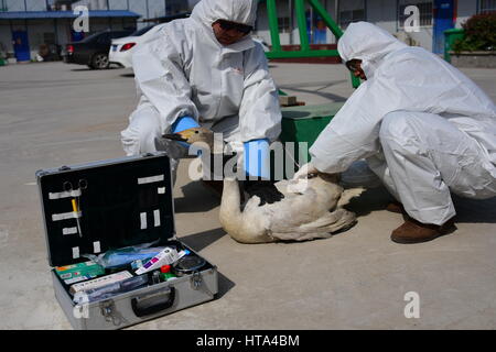 Zhengzhou, Zhengzhou, China. 8. März 2017. Zhengzhou, CHINA-8. März 2017: (nur zur redaktionellen Verwendung. CHINA aus) einen verletzten Schwan wird von gutherzigen Freiwilligen in Zhengzhou, Zentral-China Henan Provinz, 7. März 2017 gespeichert. Bildnachweis: SIPA Asien/ZUMA Draht/Alamy Live-Nachrichten Stockfoto