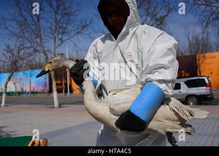 Zhengzhou, Zhengzhou, China. 8. März 2017. Zhengzhou, CHINA-8. März 2017: (nur zur redaktionellen Verwendung. CHINA aus) einen verletzten Schwan wird von gutherzigen Freiwilligen in Zhengzhou, Zentral-China Henan Provinz, 7. März 2017 gespeichert. Bildnachweis: SIPA Asien/ZUMA Draht/Alamy Live-Nachrichten Stockfoto