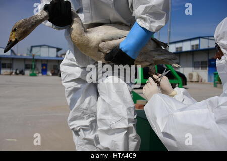 Zhengzhou, Zhengzhou, China. 8. März 2017. Zhengzhou, CHINA-8. März 2017: (nur zur redaktionellen Verwendung. CHINA aus) einen verletzten Schwan wird von gutherzigen Freiwilligen in Zhengzhou, Zentral-China Henan Provinz, 7. März 2017 gespeichert. Bildnachweis: SIPA Asien/ZUMA Draht/Alamy Live-Nachrichten Stockfoto