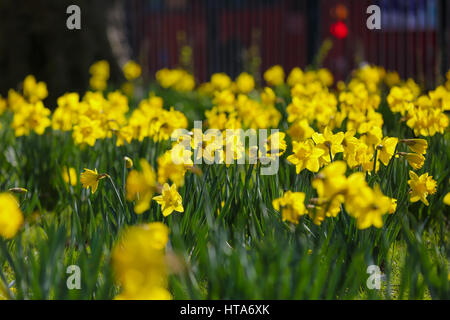 Nord-London, UK. 9. März 2017. Großbritannien Wetter. Narzissen-Blüten auf eine frühlingshafte Tag im Norden Londons Park Credit: Dinendra Haria/Alamy Live News Stockfoto