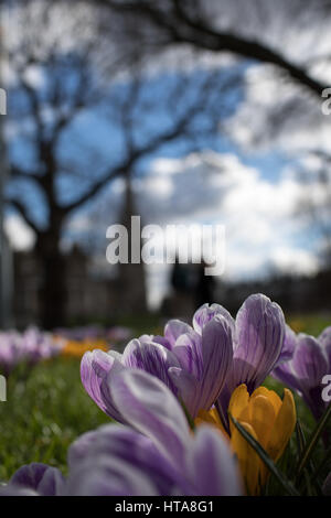 London, UK. 9. Mar, 2017.UK Wetter. Schönen, sonnigen Frühlingstag im Clissold Park, Stoke Newington, Hackney, London. Bildnachweis: Carol Moir/Alamy Live-Nachrichten Stockfoto