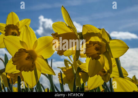 London, UK. 9. März 2017. Wie das Wetter heute in Greenwich Park WithDaffodils und Krokus im Frühjahr in voller Blüte. Bildnachweis: Claire Doherty/Alamy Live News Stockfoto