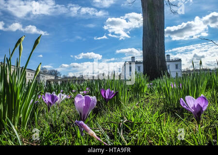 London, UK. 9. März 2017. Wie das Wetter heute in Greenwich Park WithDaffodils und Krokus im Frühjahr in voller Blüte. Bildnachweis: Claire Doherty/Alamy Live News Stockfoto