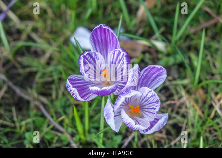 London, UK. 9. März 2017. Wie das Wetter heute in Greenwich Park WithDaffodils und Krokus im Frühjahr in voller Blüte. Bildnachweis: Claire Doherty/Alamy Live News Stockfoto