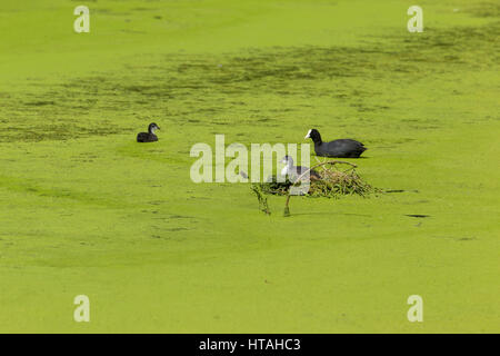 Moor Hühner und Küken umgeben von Algen auf Teich. Stockfoto