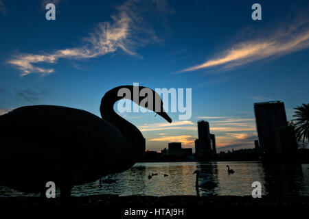 Ein Schwan ist von der Einstellung Sonne und Skyline-Blick über Lake Eola in Orlando, Florida Silhouette. Lake Eola Park ist gelegen im Herzen von Downtown Orlando und Heimat der Walt-Disney-Amphitheater. Stockfoto