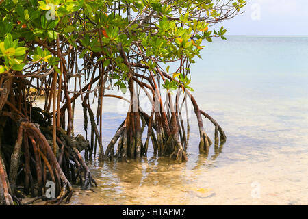 Mangroven im flachen Wasser in den "Floria" Keys, USA. Stockfoto