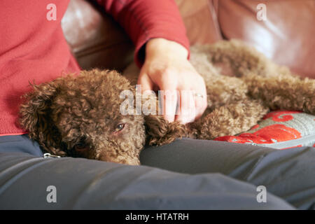 Ein Hund liegt friedlich am Schoß ihrer Besitzer. Stockfoto