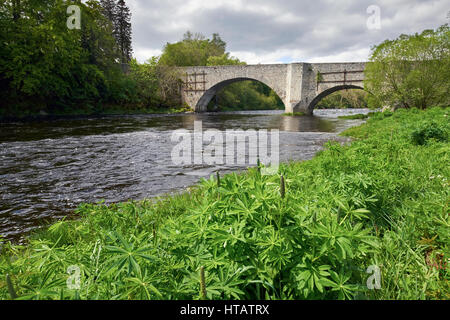 Die alte Brücke Spey und wilde Lupinen in der Nähe von Grantown auf Spey, Cairngorms, Schottisches Hochland. Stockfoto