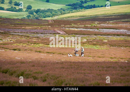 Jagdhunde auf die Mauren in der englischen Landschaft. Stockfoto