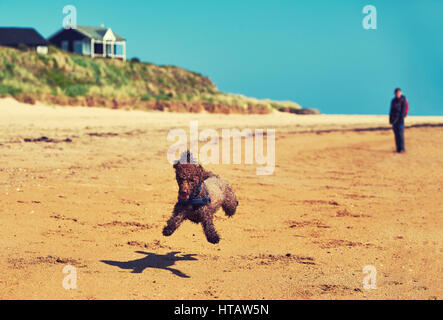 Ein Hund an einem sonnigen Strand sprinten. Farbe-Styling und Korn angewendet. Stockfoto