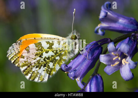 Männliche Orange Tipp Schmetterling (Anthocharis Cardamines) auf eine Glockenblume Stockfoto