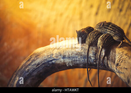 Lustige faul Zebra Mäuse schlafen und ruhen zusammen Stockfoto