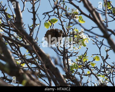 Frühling am See Stockfoto