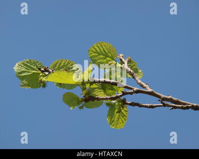 Frühling am See Stockfoto